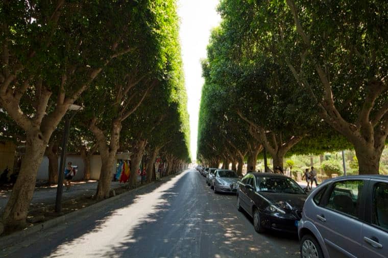 The tree-lined avenue into Noto