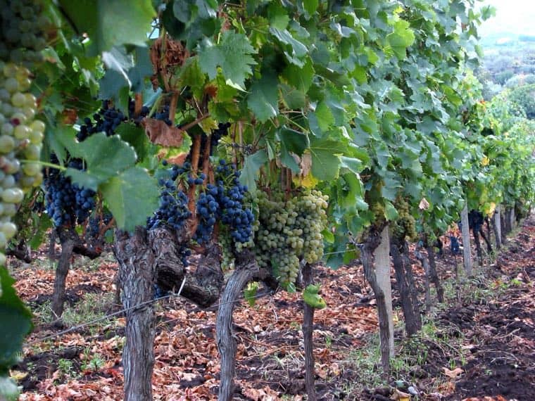 Ripe bunches in a Sicilian vineyard