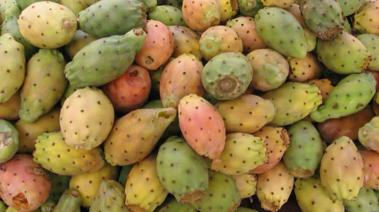Freshly picked prickly pears