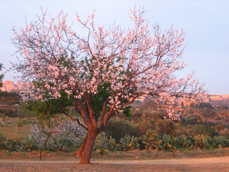 Almond blossom at sunset