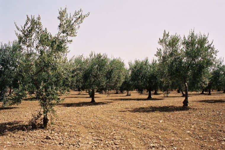 An old olive grove in the Iblean countryside